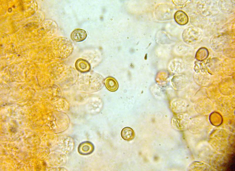 Nel Parco sotto casa...